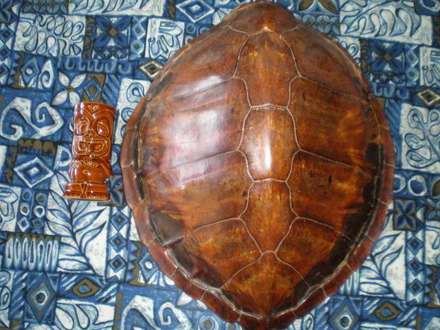 sea turtle shell. Found this sea turtle shell on